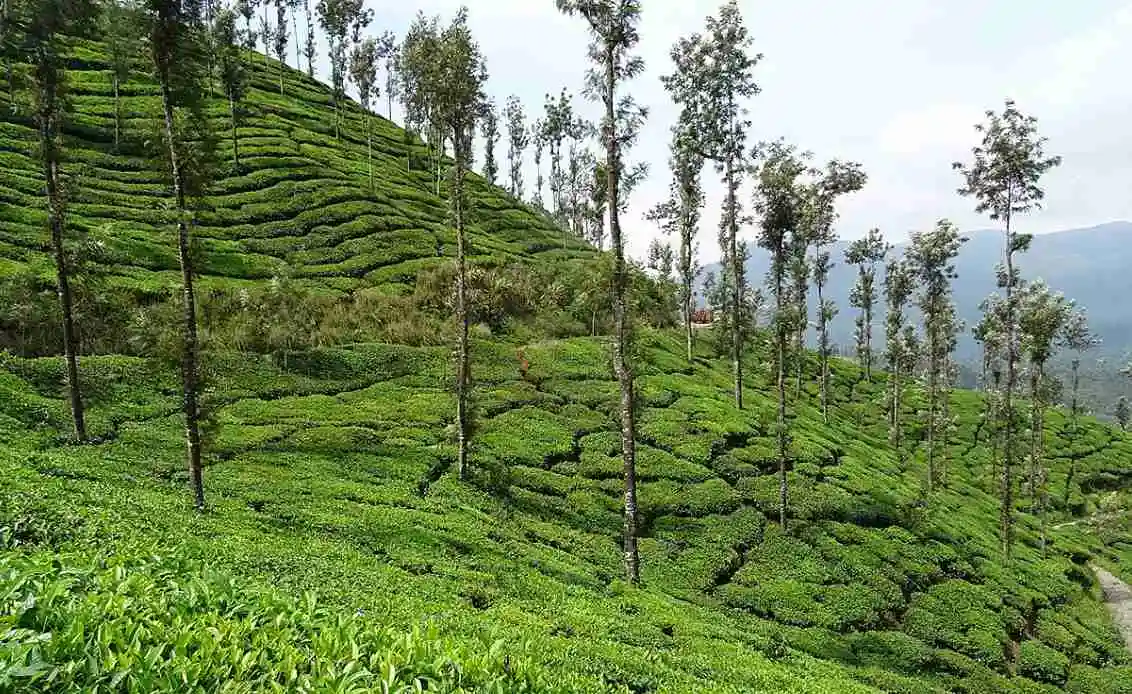 Gallery image 2 for Wayanad 2 Days 1 Night Trip from Bangalore