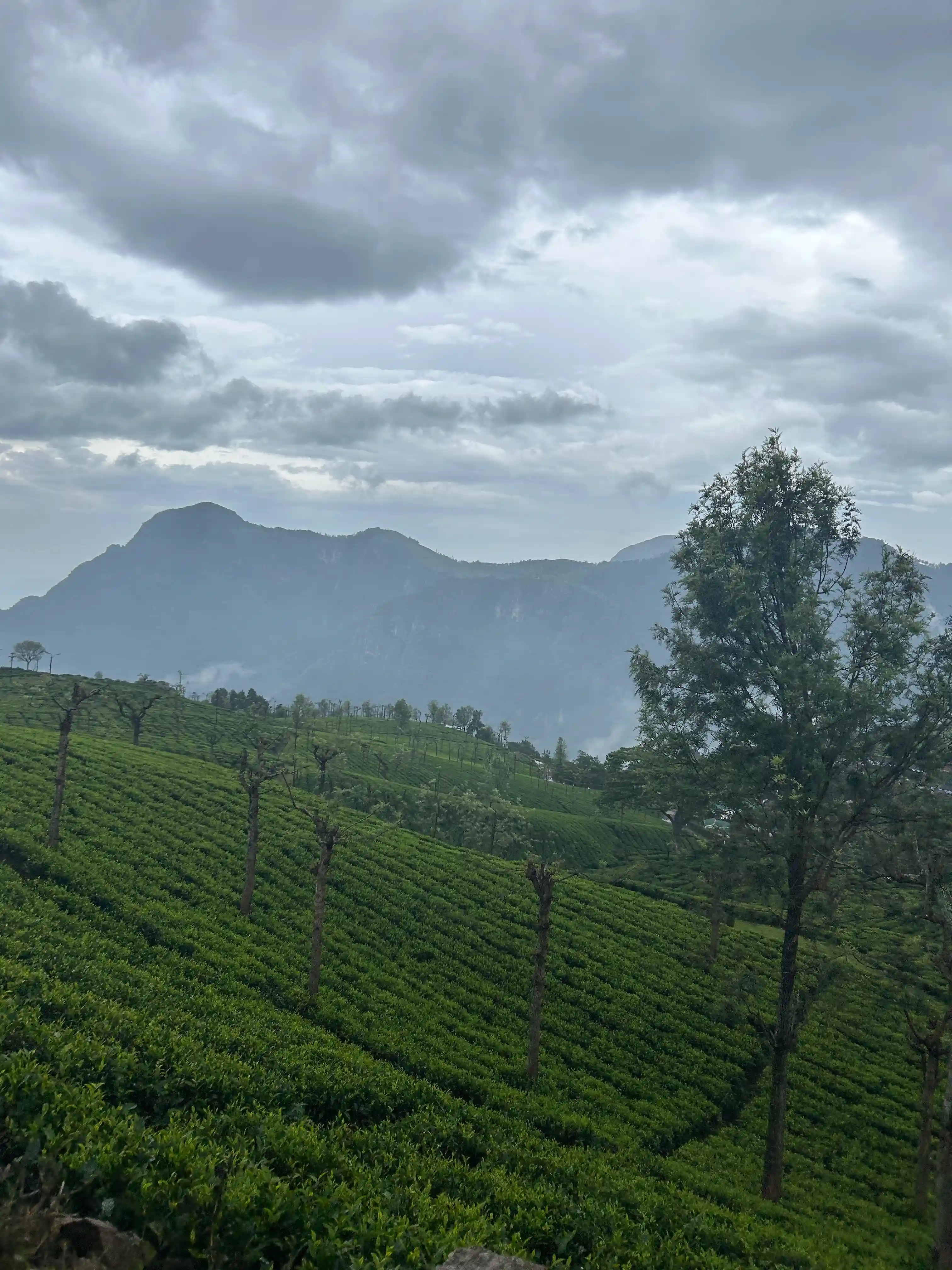 Gallery image 4 for Ooty – Coonoor 2 Days 1 Night Trip from Bangalore