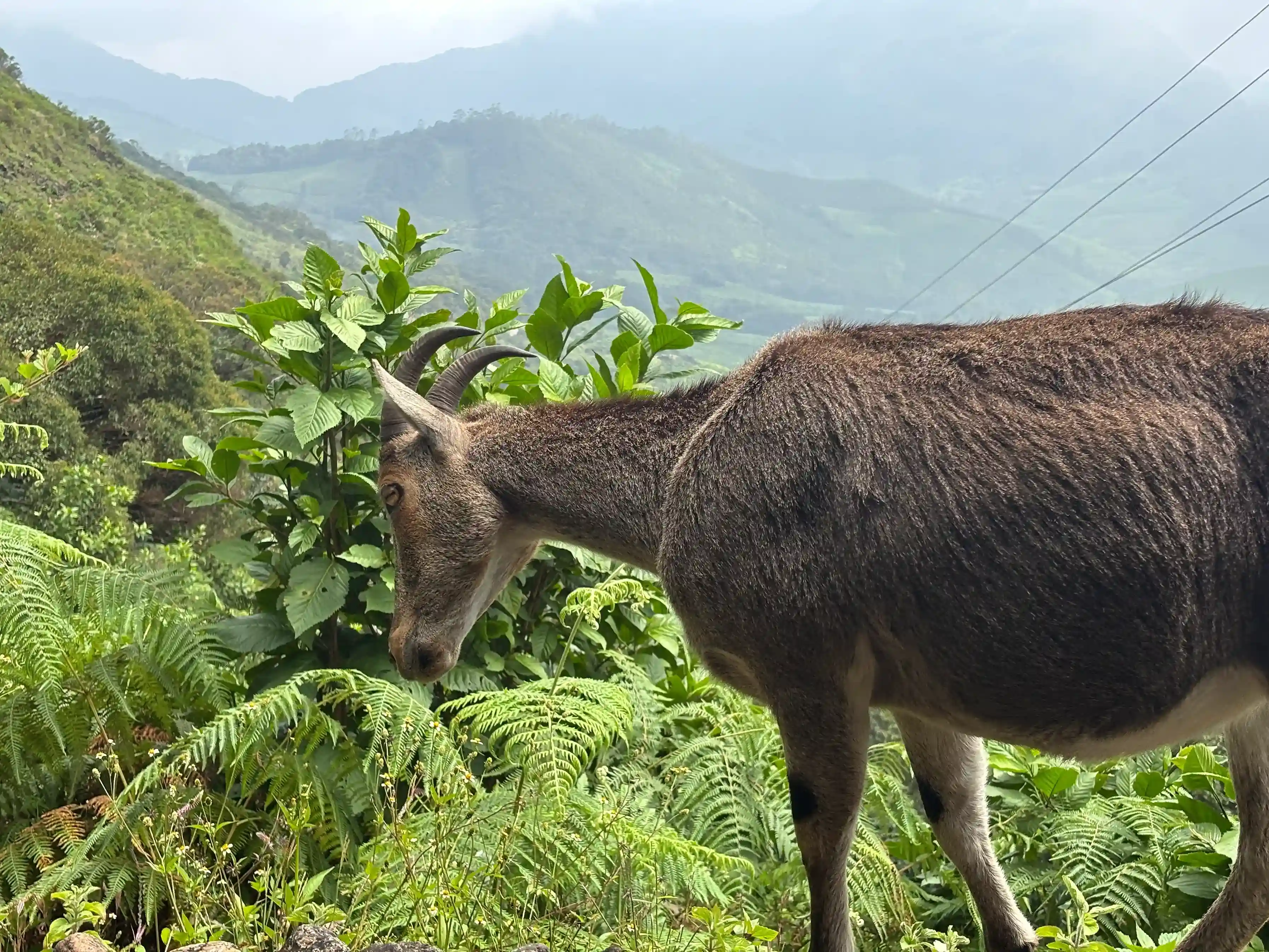 Munnar 3 Days 2 Night Trip from Bangalore - Image 1