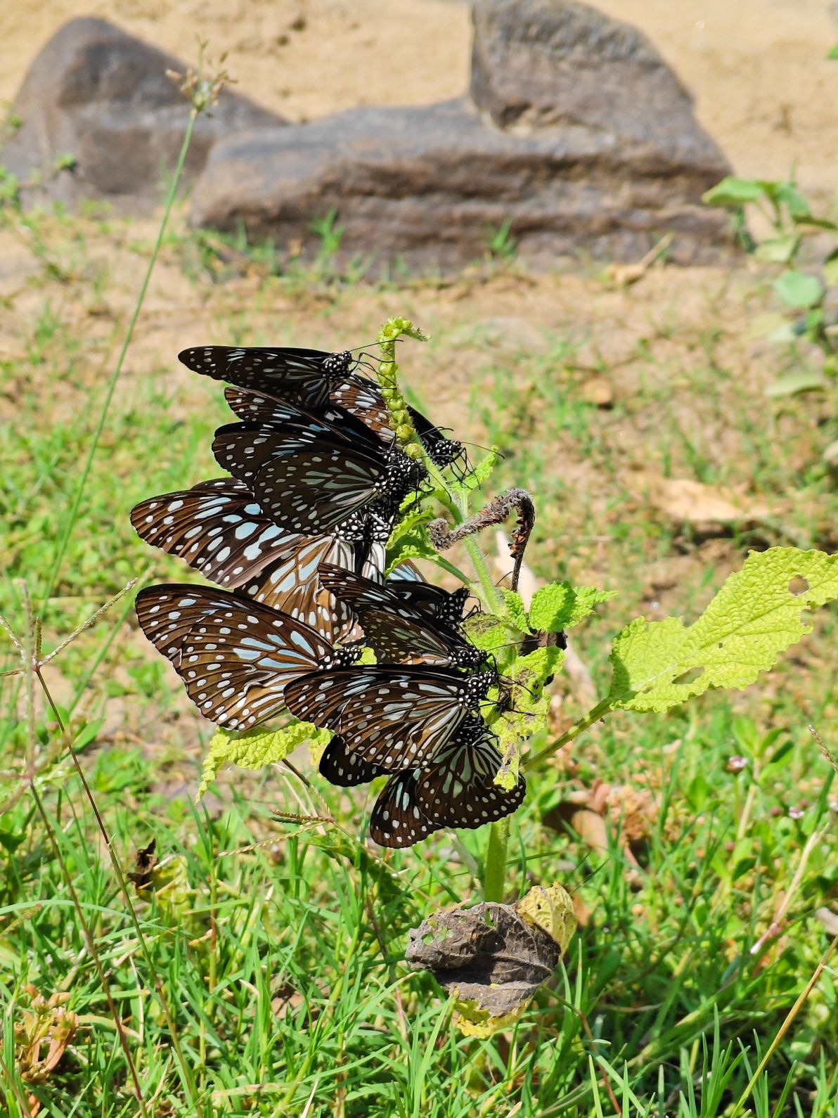Gallery image 3 for Kaveri River Bank Trek โ Biligundlu
