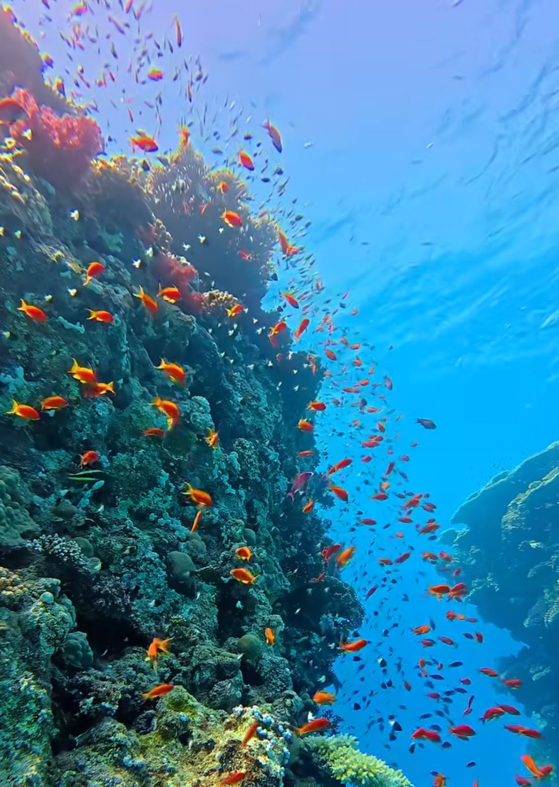 Scuba Diving at Netrani Island with Jog Falls & Honnavara - Image 1