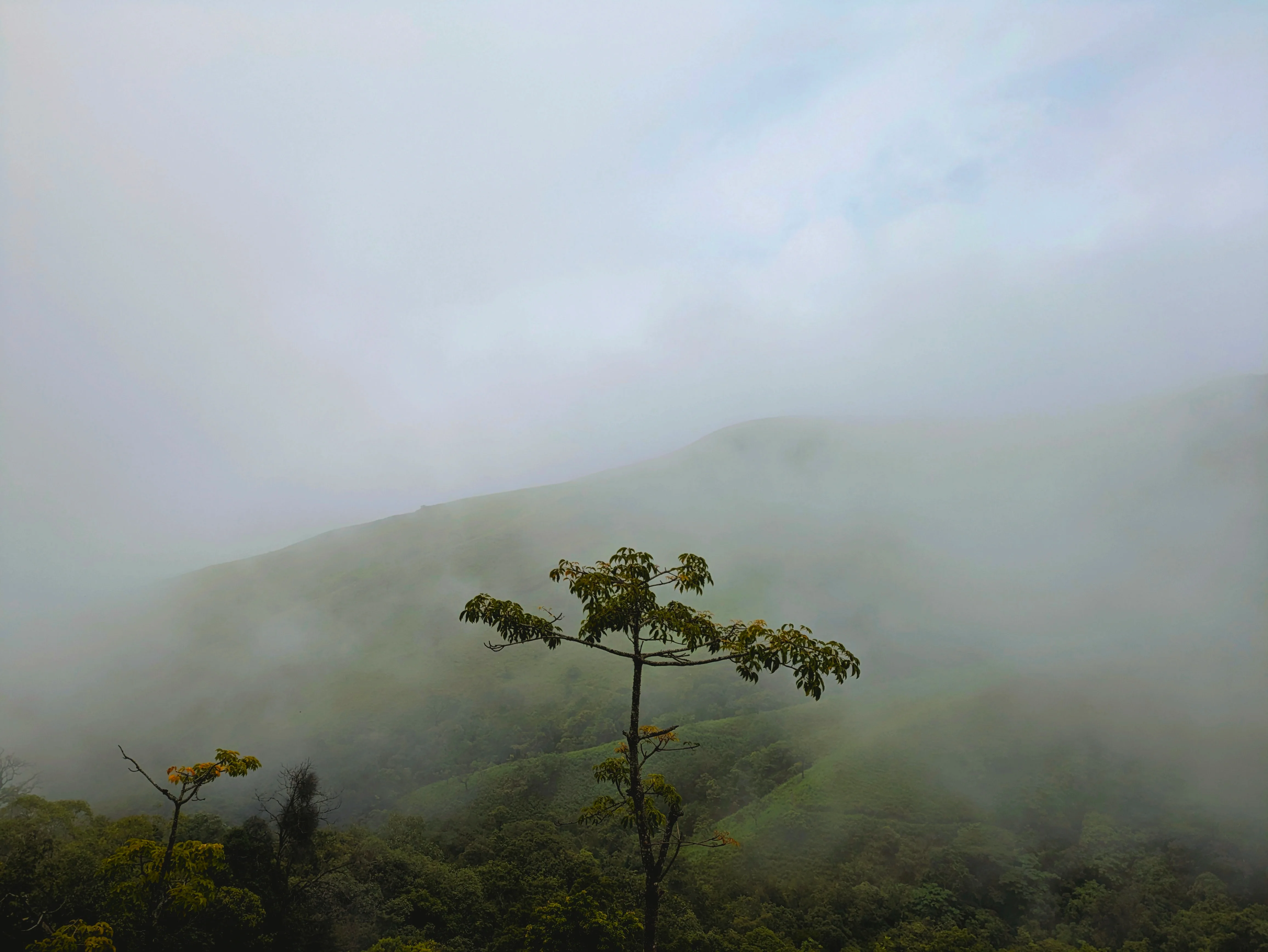 Kurinjal Trek โ 2 Days & 1 Nights Adventure - Image 1